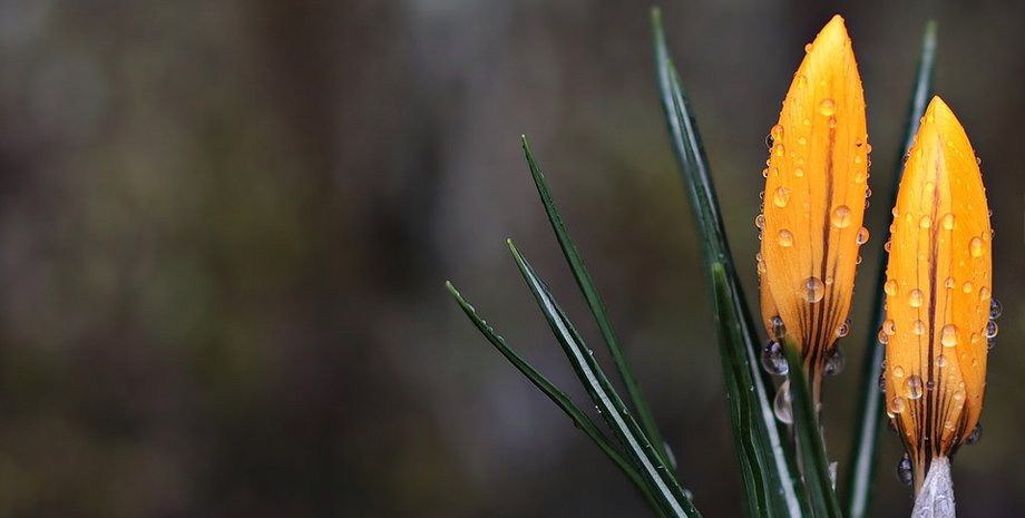 крокус, цветок, дождь, роса