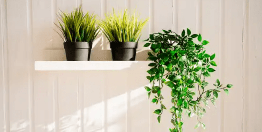 растения которые борются с плесенью