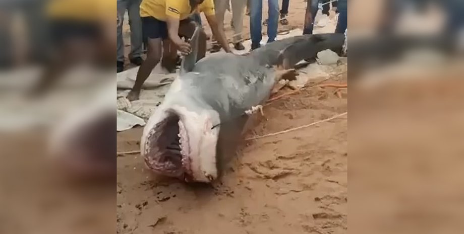 Акула, заживо проглотившая россиянина