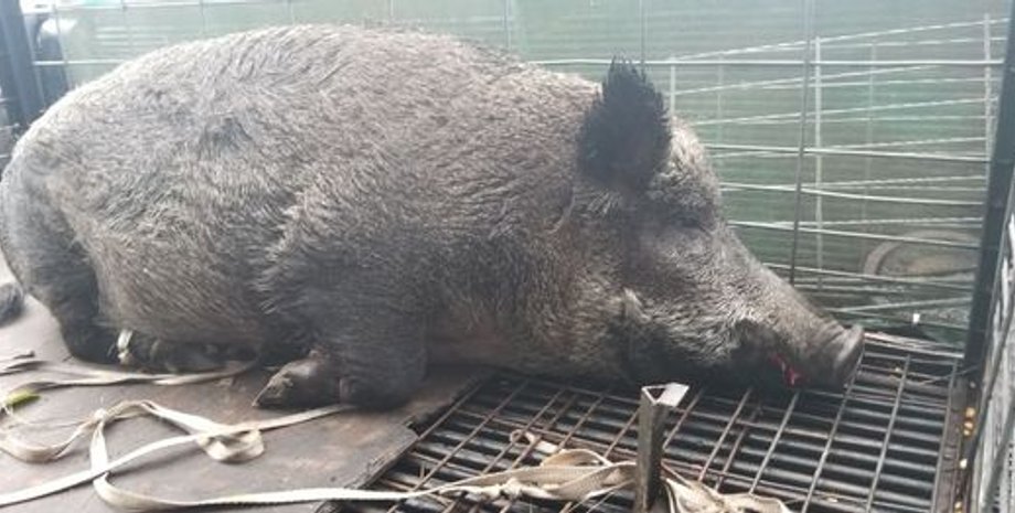 Фото: Florida Today