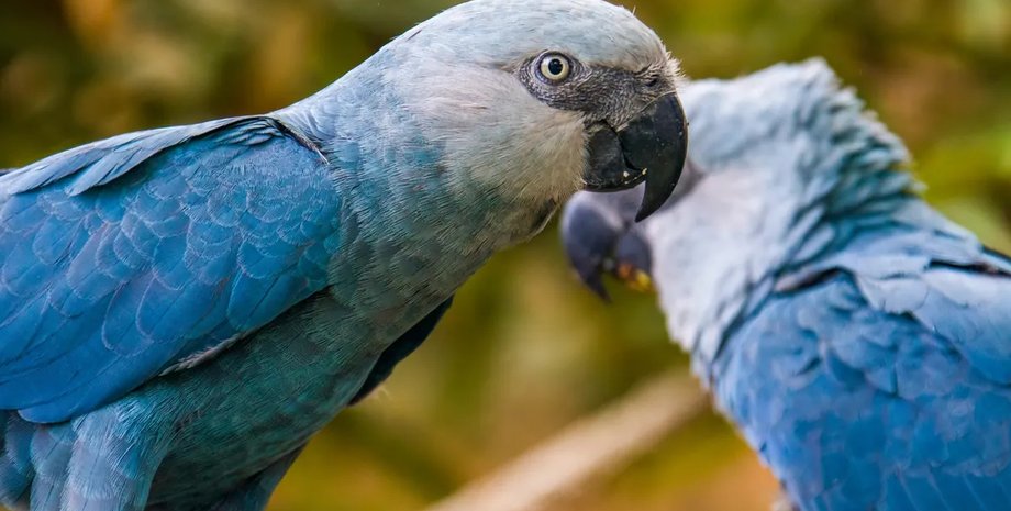 пара ара спикса