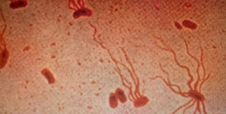 Salmonella enterica serovar Typhi