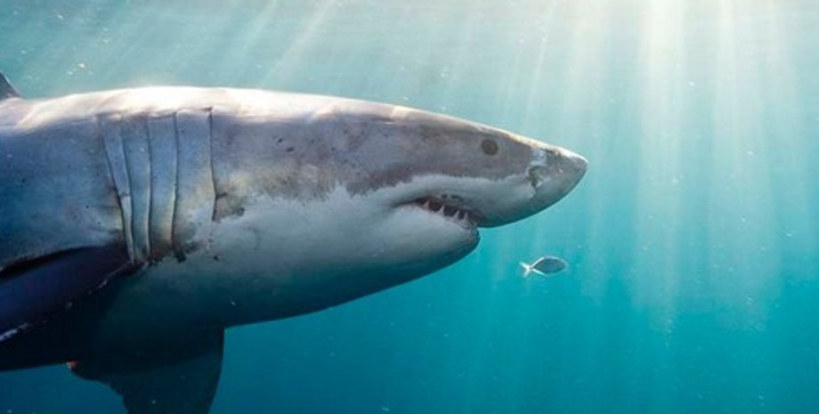 белая акула