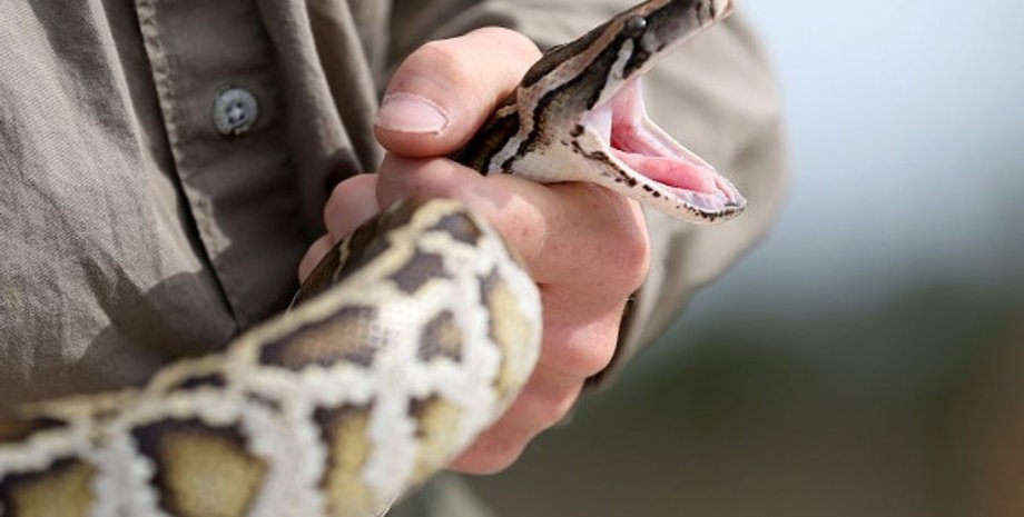 Питоны в штанах, контрабанда, рептилии, змеи, граница, США, суд, задержание, курьезы