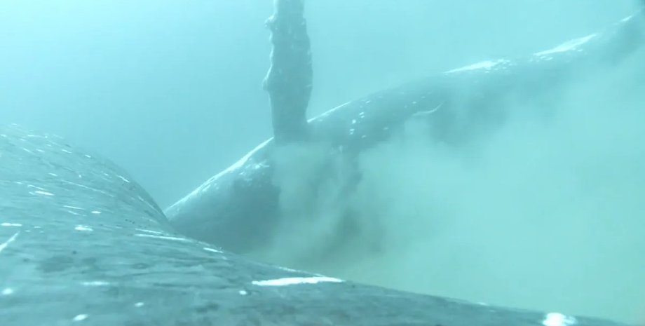 киты, горбатые киты, горбачи