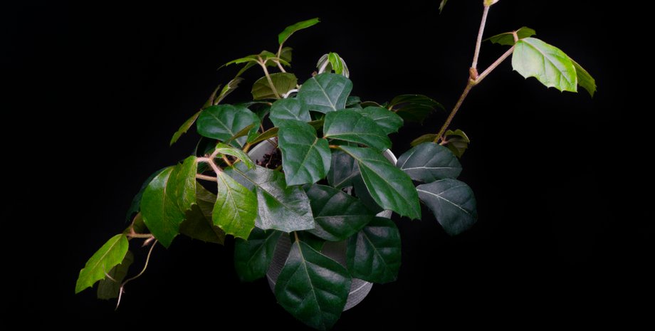 виноградний плющ, квіти, кімнатні рослини