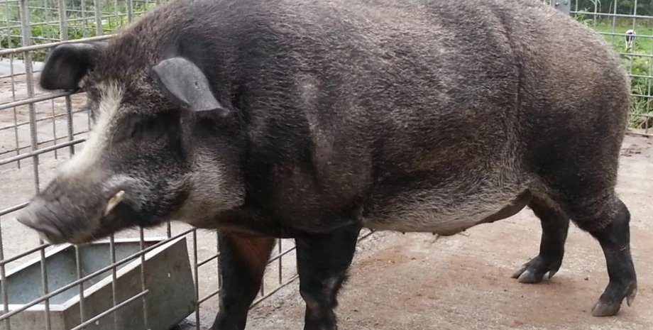 свиньи, кабаны