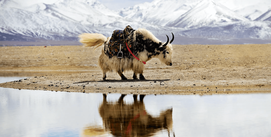 Тибетское нагорье, животное, ледники, фото