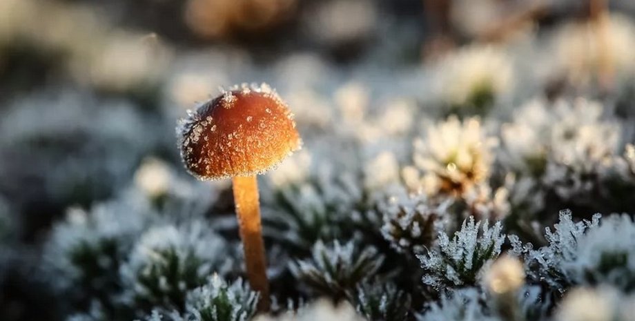 гриб, мороз, холод, очень, заморозки