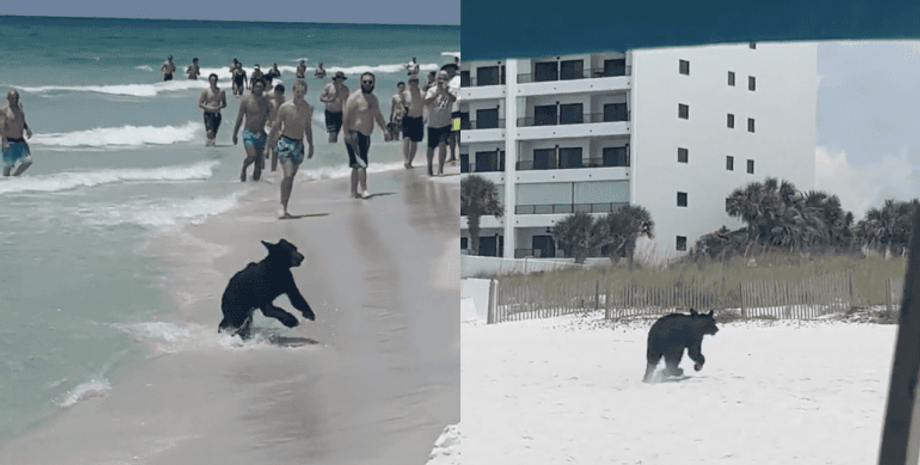 Медведь на пляже, пляж, медведь, люди, туристы, океан, медведь в воде, медведь в океане,