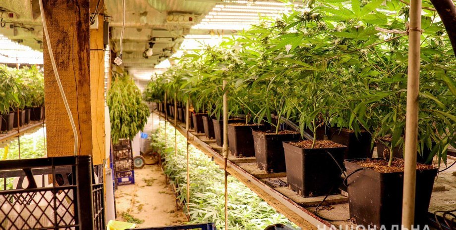 марихуана, наркодилер, суд