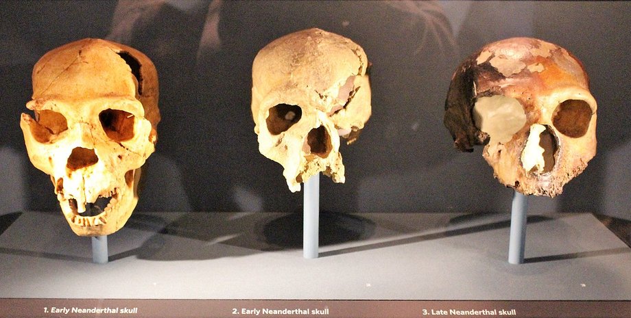 Останки Ученые дискутируют об определении человечества