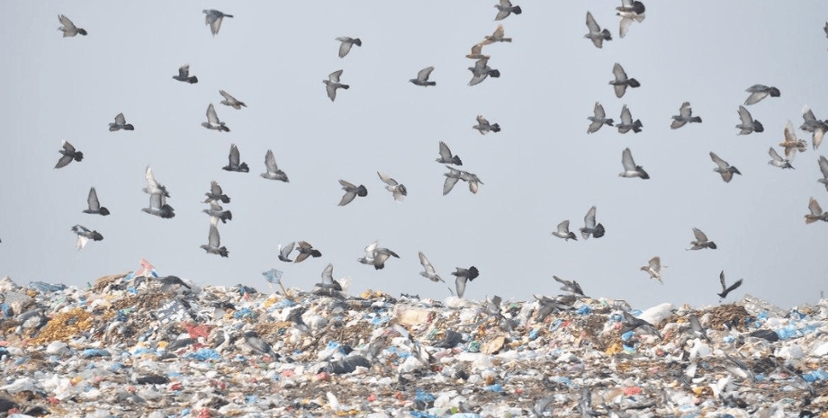 Полігон зі сміттям