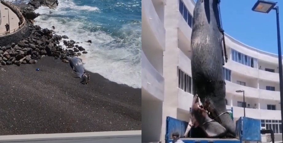 В Испании мужчина нашел на пороге дома выброшенного кита