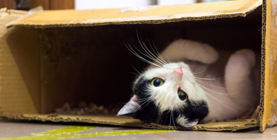Ученые рассказали, почему кошки так любят сидеть в коробках
