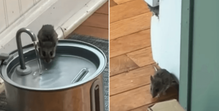 Грызуна в своем доме заметила женщина из США