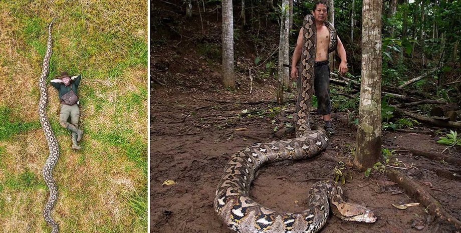 сетчатый питон баронесса