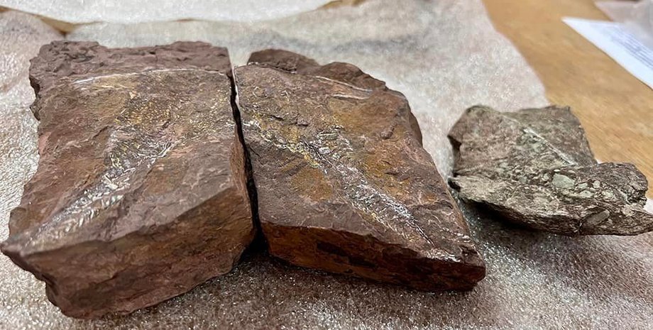 Таможня, Киев, камни, рыбы, девонский период, закон, законодательство, культура, палеонтология, окаменелость, отпечаток, культурная ценность, конфискация, США