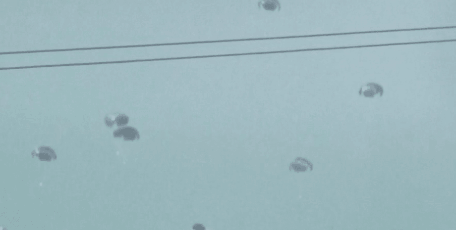 парашют с гуманитарной помощью, газа, хамас, Сектор Газа,