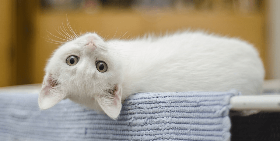 Кот, кошка, котенек, домашнее животное, питомец,