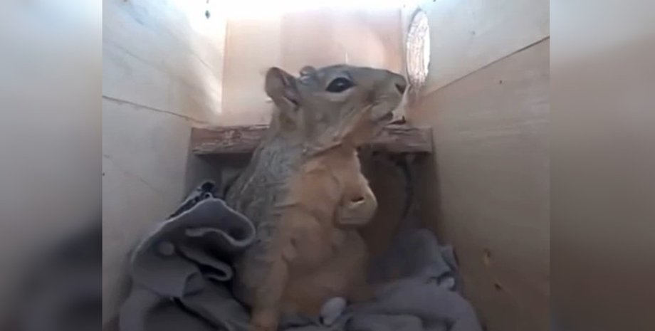 білка, гроза, блискавка, негода, тварини