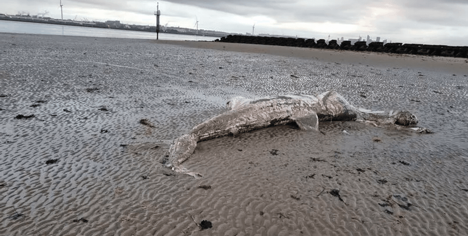 Останки гігантської акули були завдовжки майже 5 метрів