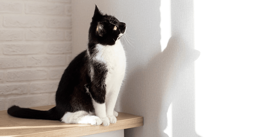 Кіт, кішка, тварина, кіт і стіна, замурували кішку за стіною, почула звуки, ремонт у будинку, тварина за стіною, розбила стіну