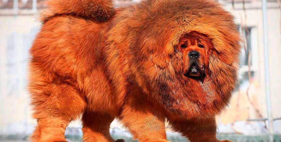 Собака, безопасность, защита, порода собак