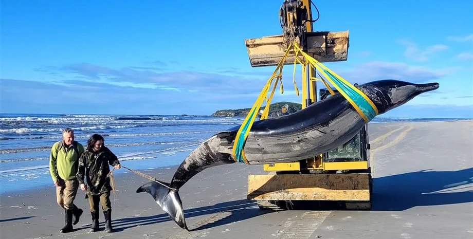 лопатозубый кит мертвое тело