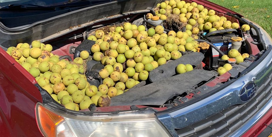 моторный отсек субару форестер, Subaru Forester, кроссовер Subaru