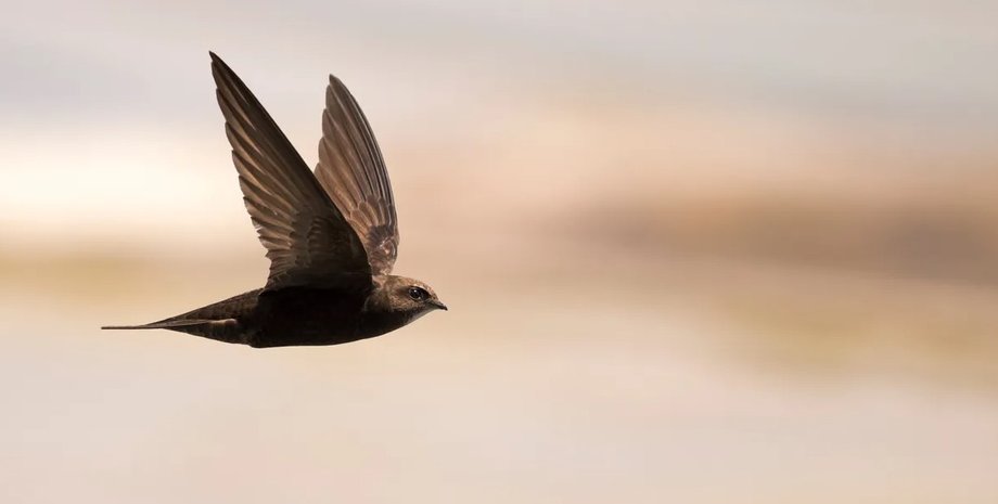 стрижи, обыкновенный стриж, полет стрижа