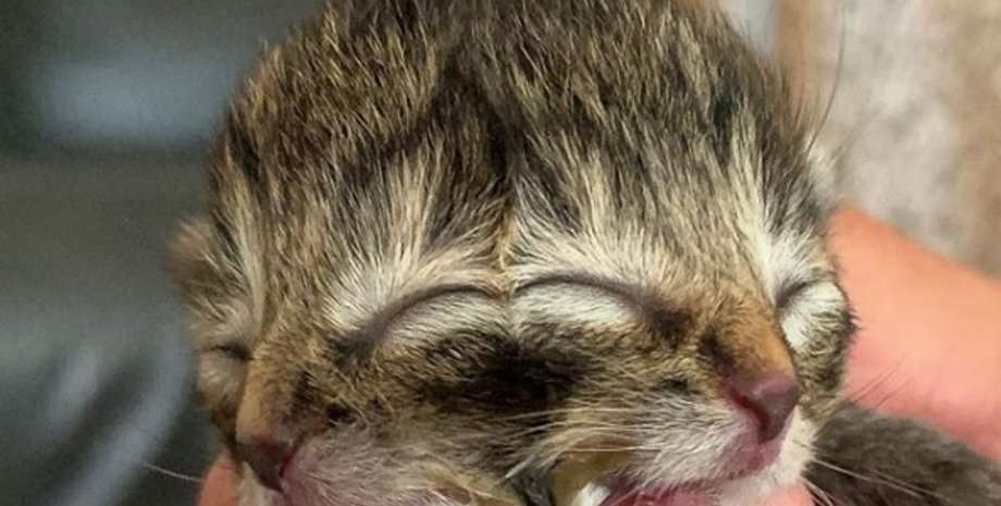 Фото: Instagram/biscuits_andgravy