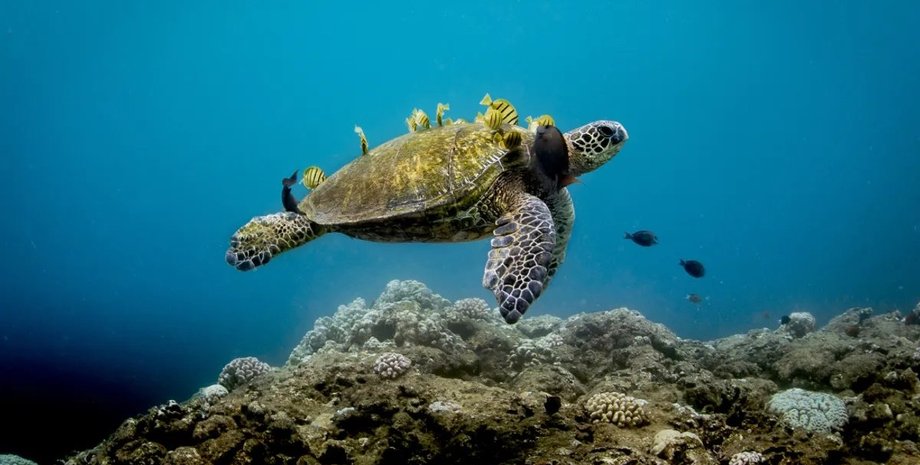 морская черепаха