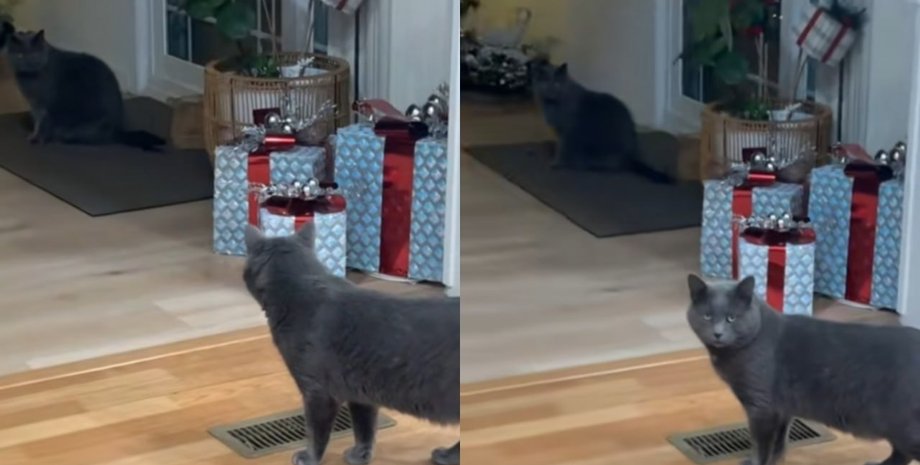 Хозяева нашли любимца через полгода поисков: год спустя всплыла неожиданная правда