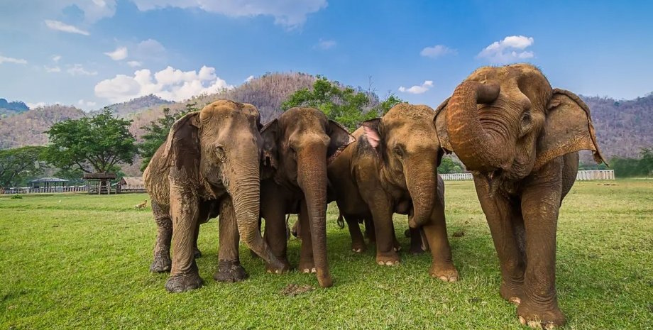 слоны, слоны общение