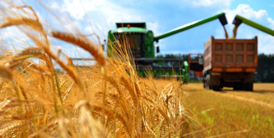 посевы, пшеница, посевы украина