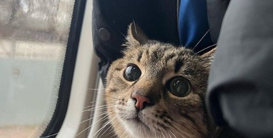 кот степан, куда пропал степан, кот степан инстаграм, кот степан харьков