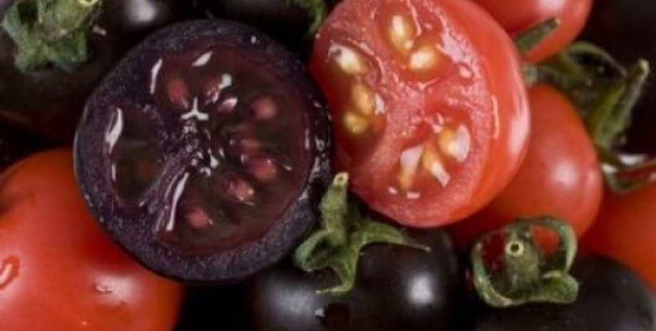гмо, томати, помідори