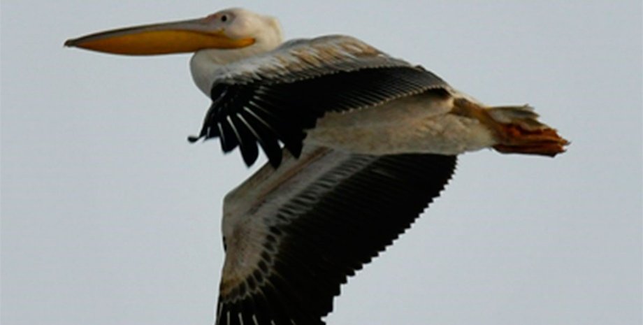 животные, птицы, аскания-нова, зима, заповедник