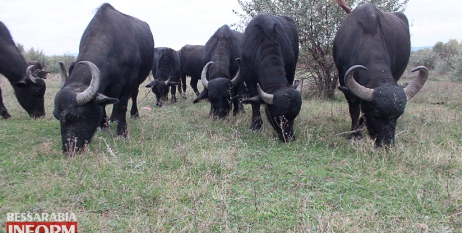 Буйволы, буйвол, рогатые животные