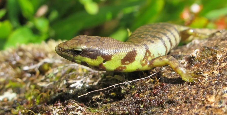 зеленый цвет крови у ящерицы