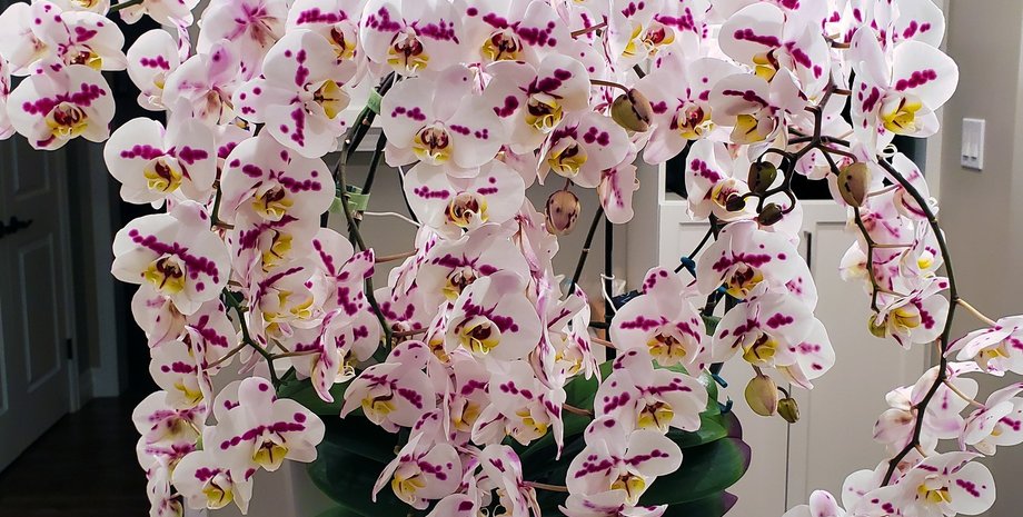 орхидея, 159 цветков, книга рекордов гиннеса