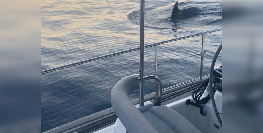 Косатка, яхта