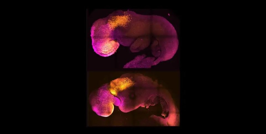 Сравнение естественного и синтетического эмбриона мыши.