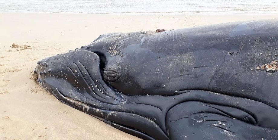 горбатий кит, загибель китів