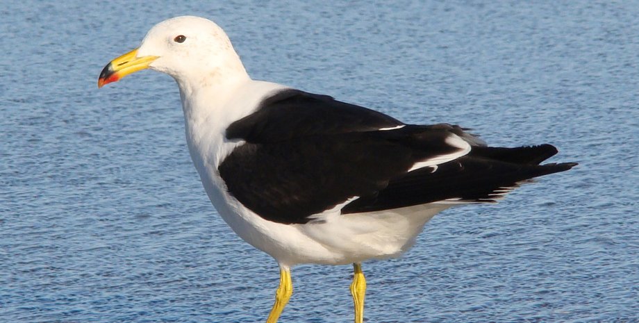 Девушки снимали видео для TikTok, и звездой сети стала чайка в кадре