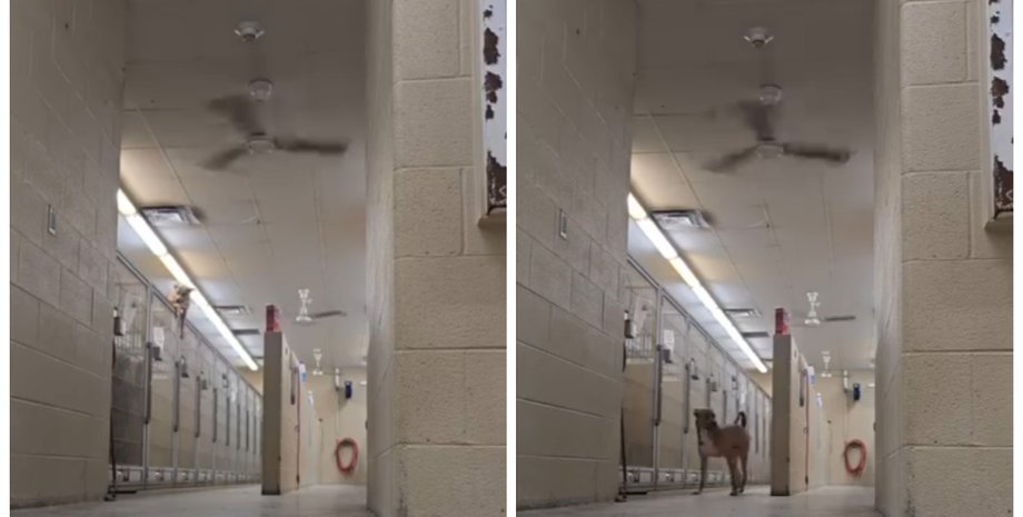 "Гудіні на чотирьох лапах": пес зумів обманути охорону й утекти з собачого притулку