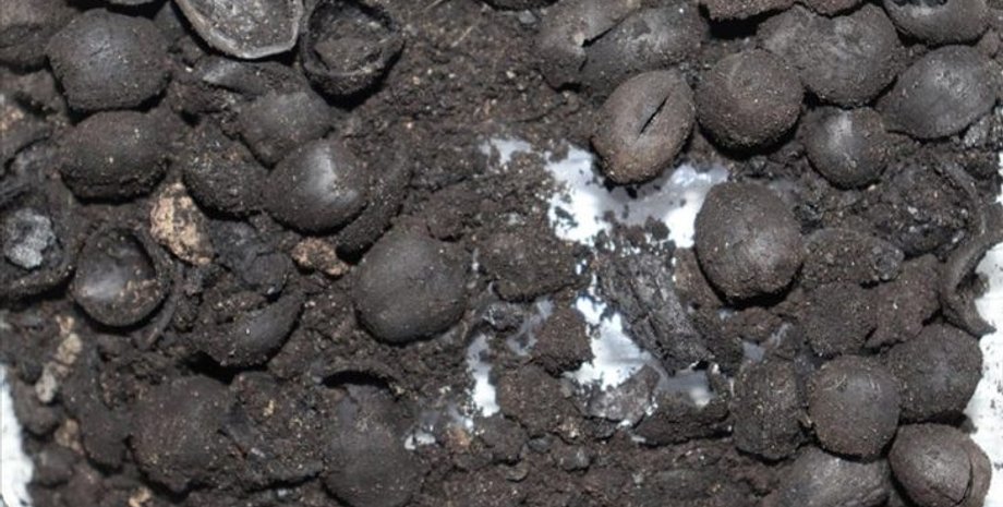 Турция, Кайсер, фундук, орех, археолог, Черноморский регион, исследования, археология, ученые, дерево, Анатолия, скорлупа, ДНК, Европа, торговля