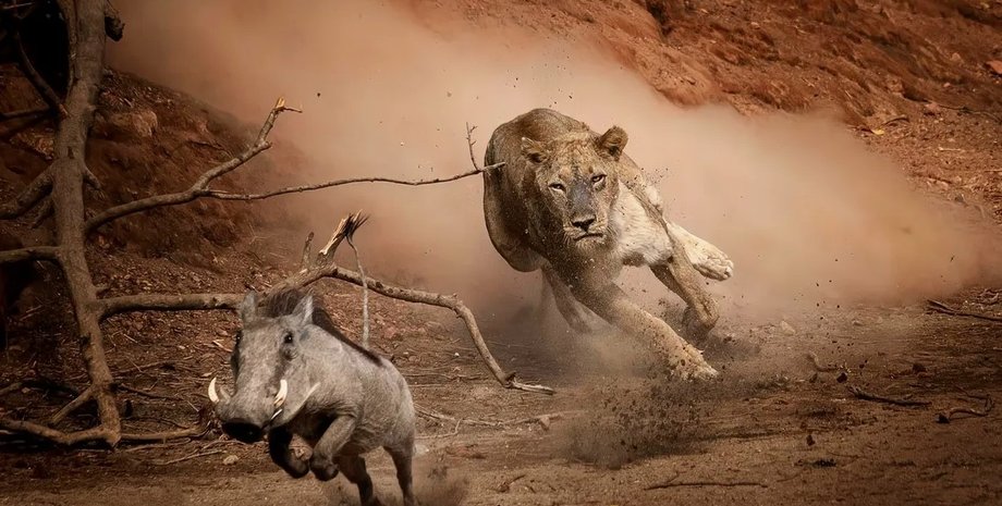 охота, хищники, свирепый хищник