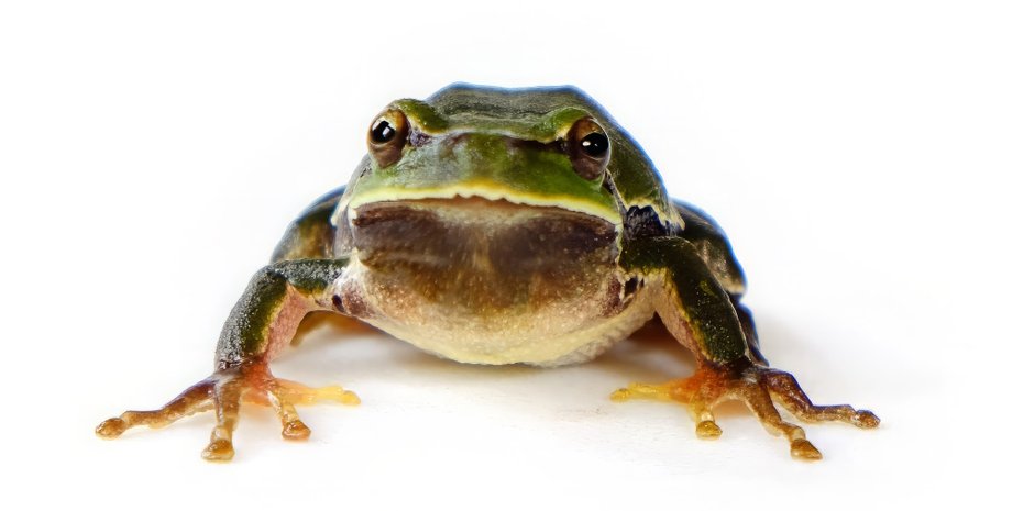 лягушка, древесная лягушка